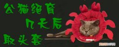 公猫绝育几天后取头套,公猫，公猫绝育几天后取头套,公猫有反应吗