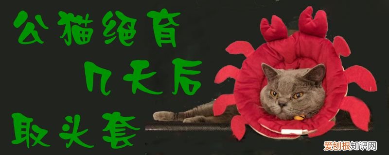 公猫绝育几天后取头套,公猫，公猫绝育几天后取头套,公猫有反应吗