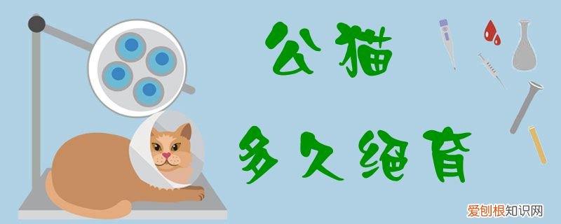 公猫多久绝育,公猫,猫，公猫多久要绝育