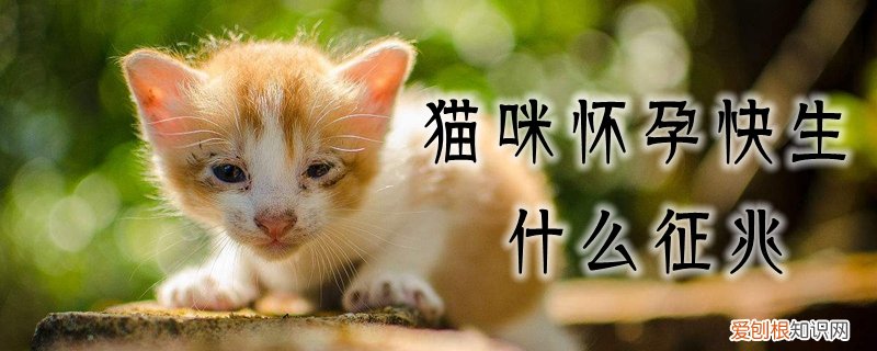 猫咪怀孕快生什么预兆,猫咪，猫怀孕了要生的预兆