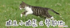 猫生小猫怎么帮助他,小猫，猫生小猫该怎么办