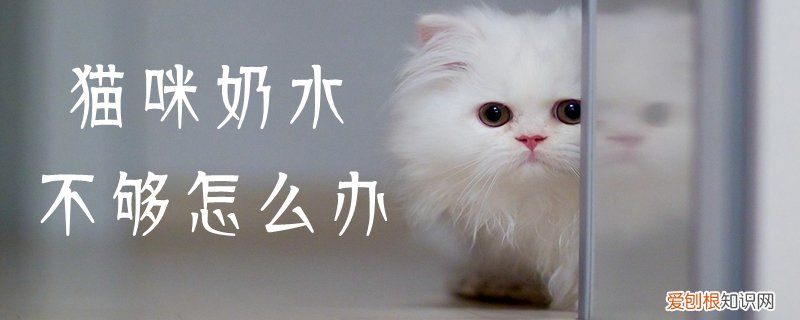 猫咪奶水不够怎么办,猫咪，猫咪生产了奶水不够怎么办