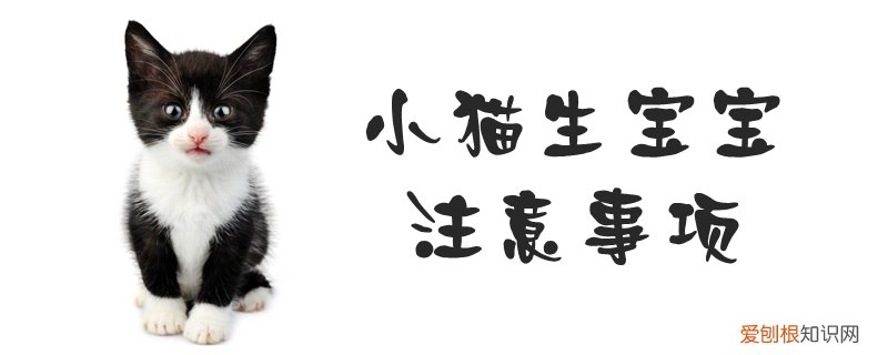 小猫生宝宝注意事项,小猫，小猫生宝宝注意事项,小猫不吃奶