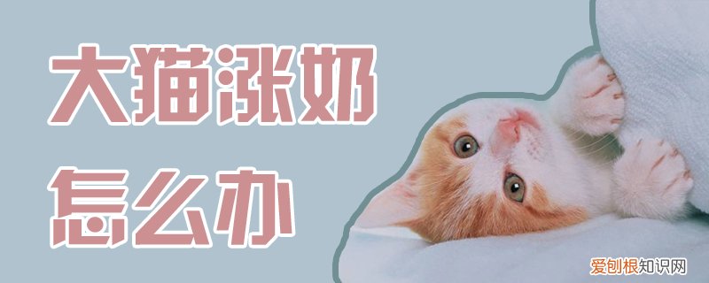 大猫涨奶怎么办,大猫,涨奶，大猫涨奶怎么办,大猫,涨奶怎么回事