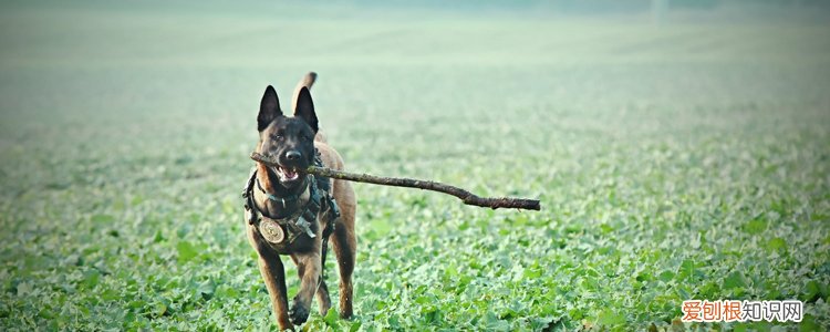 马犬的动力训练，狗狗和人一样需要自信喔!，马犬的基础训练