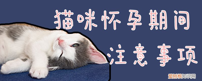 猫咪怀孕期间注意事项,猫咪，猫咪怀孕需要注意的事项