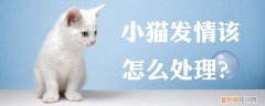 小猫发情该怎么处理,小猫，小猫发情该怎么处理,小猫怎么办