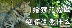 给狸花猫做绝育,狸花猫，狸花猫要绝育吗