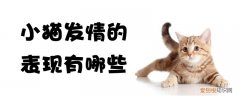 小猫发情的表现,小猫，小猫咪发情是什么表现