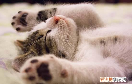 为什么猫咪抱着手蹬我 猫咪蹬你的原因