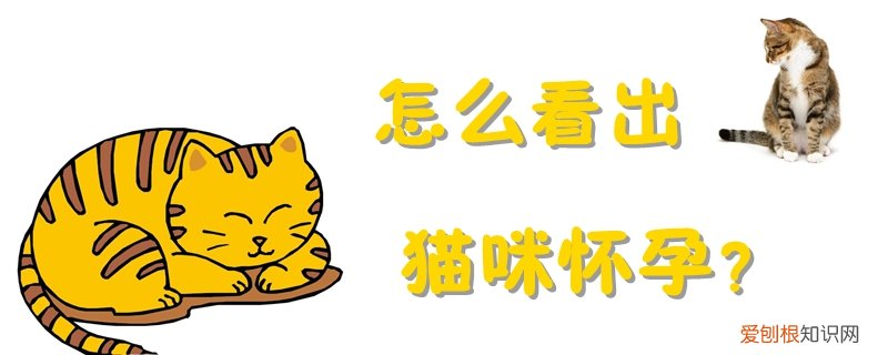 怎么看出猫咪怀孕,猫咪，怎么看出猫咪怀孕,猫咪不生