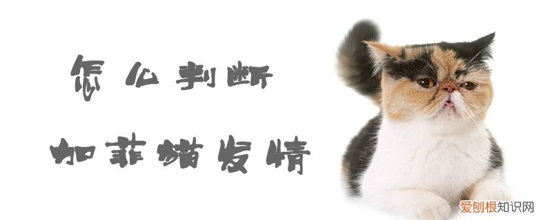 怎么判断加菲猫发情,加菲猫，怎么判断加菲猫发情,加菲猫会发情吗