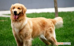 怎么训练狗狗不咬人，你的话对狗狗来说有效吗？，怎么训练狗狗不咬主人