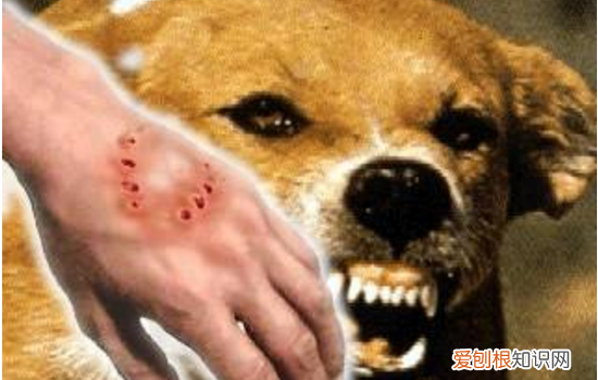 怎么训练狗狗不咬人，你的话对狗狗来说有效吗？，怎么训练狗狗不咬主人