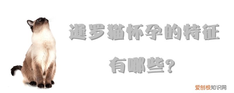 暹罗猫怀孕的特征,暹罗猫，暹罗猫怀孕的症状