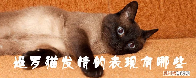 暹罗猫发情的表现,暹罗猫，暹罗猫发情的表现,暹罗猫会怎么样