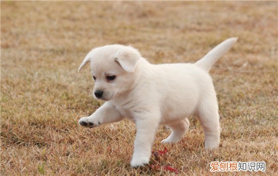 怎么才能让狗狗听我的话,学会这五点!让狗狗对你言听计从,如何让狗听自己的话