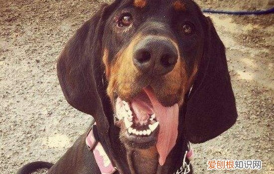 怎么才能让狗狗听我的话,学会这五点!让狗狗对你言听计从,如何让狗听自己的话