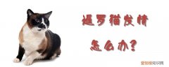 暹罗猫发情怎么办,暹罗猫，暹罗猫发情怎么办,暹罗猫会发情吗