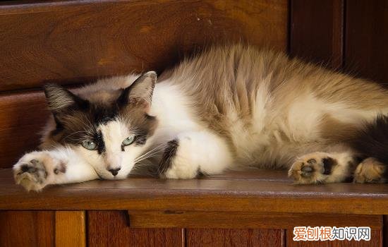 奶猫喝舒化奶和全脂还是低脂 奶猫喝什么牛奶