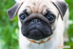 小狗什么时候训练，小狗什么时候可以训练