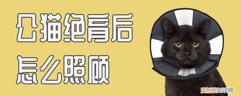 公猫绝育后怎么照顾,公猫,绝育，公猫绝育后怎样照顾
