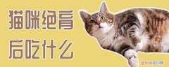 猫咪绝育后吃什么,猫咪,绝育，猫咪绝育后吃什么好