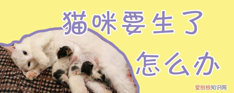 猫咪要生了怎么办,猫咪,，猫咪好像要生了 怎么办