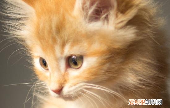 猪猫什么品种 猪猫什么猫