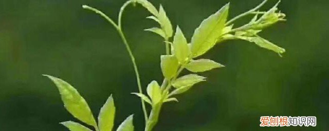 藤茶的作用有哪些 藤茶的功效与作用是什么