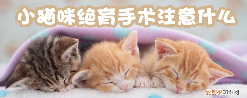 小猫咪绝育手术,小猫咪，小猫咪绝育手术,小猫咪怎么护理