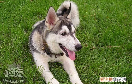 哈士奇撒手没？为什么哈士奇一放手就不见？，哈士奇为什么会撒手没