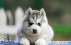 哈士奇撒手没？为什么哈士奇一放手就不见？，哈士奇为什么会撒手没