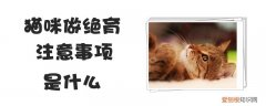 猫咪做绝育注意事项,猫咪，猫猫绝育的注意事项