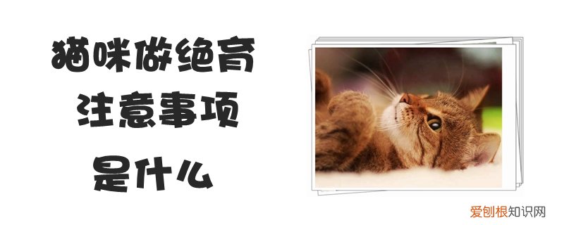 猫咪做绝育注意事项,猫咪,猫猫绝育的注意事项