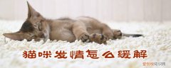 猫咪发情怎么缓解,猫咪，猫咪发情怎么缓解,猫咪不叫