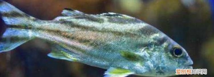 鱼的胸鳍和尾鳍的作用 鱼类的胸鳍