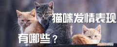 猫咪发情表现,猫咪，猫咪发情表现,猫咪吃什么