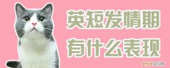 英短发情期有什么表现,英短,发情，英短多大发情特征