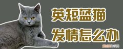 英短蓝猫发情怎么办,英短,发情，英短蓝猫大概什么时候发情