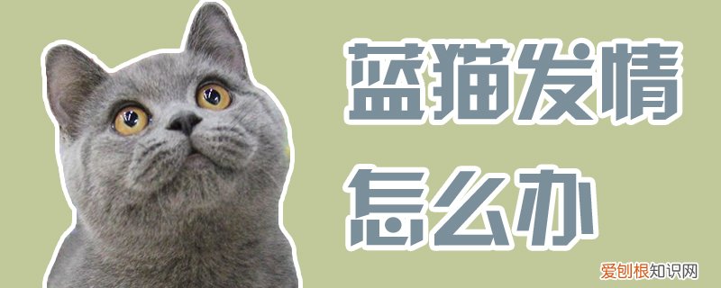 蓝猫发情怎么办,蓝猫,发情,公蓝猫发情期怎么办