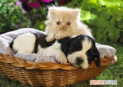 猫疱疹病毒症状图片 猫疱疹病毒症状会传染给人吗