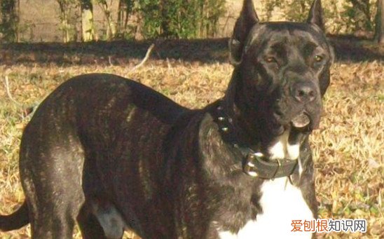 比特犬为什么见狗就咬 比特犬见狗就咬的原因