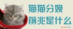猫猫分娩前兆是什么,猫猫,分娩，猫咪分娩结束有什么特征