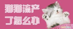 猫猫流产了怎么办,猫猫,流产，猫咪流产了怎么办