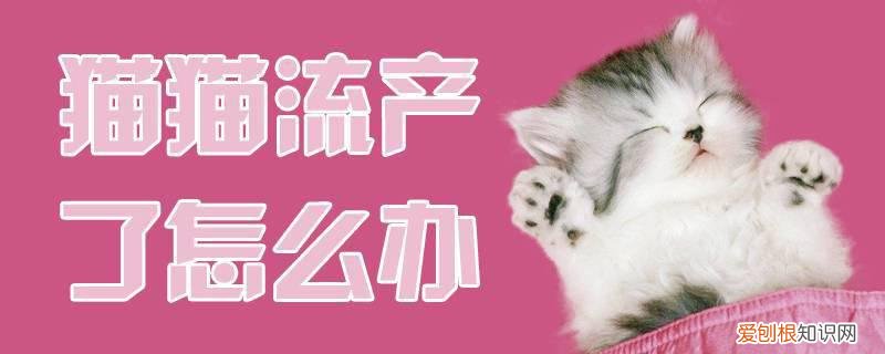 猫猫流产了怎么办,猫猫,流产,猫咪流产了怎么办