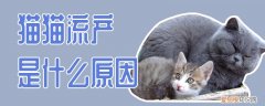 猫猫流产是什么原因,猫猫,流产，猫流产的原因是什么