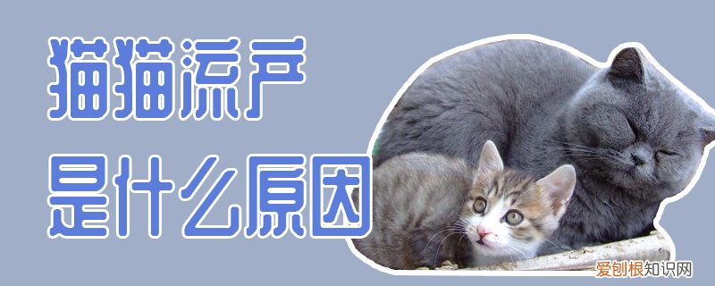 猫猫流产是什么原因,猫猫,流产，猫流产的原因是什么