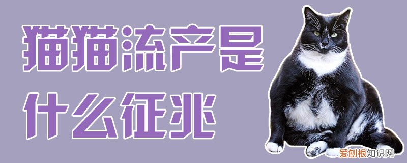 猫猫流产是什么征兆,猫猫,流产，猫咪流产前兆