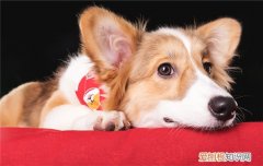 狗狗怀孕会有什么症状 狗狗怀孕哪些症状